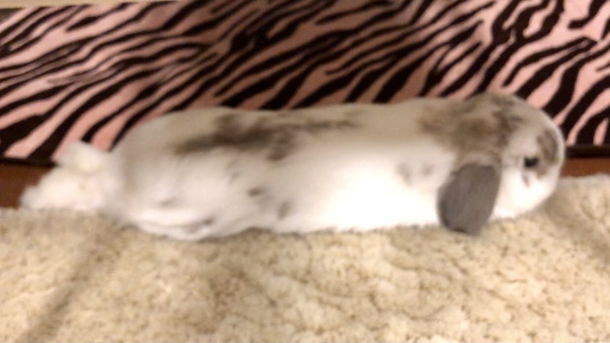 アナウサギ のtwitter検索結果 Yahoo リアルタイム検索