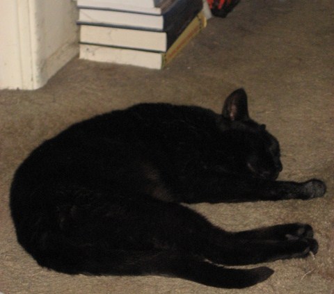Remembering Buddy on #BlackCatAppreciationDay #blackcats #CatsOfTwitter #cats