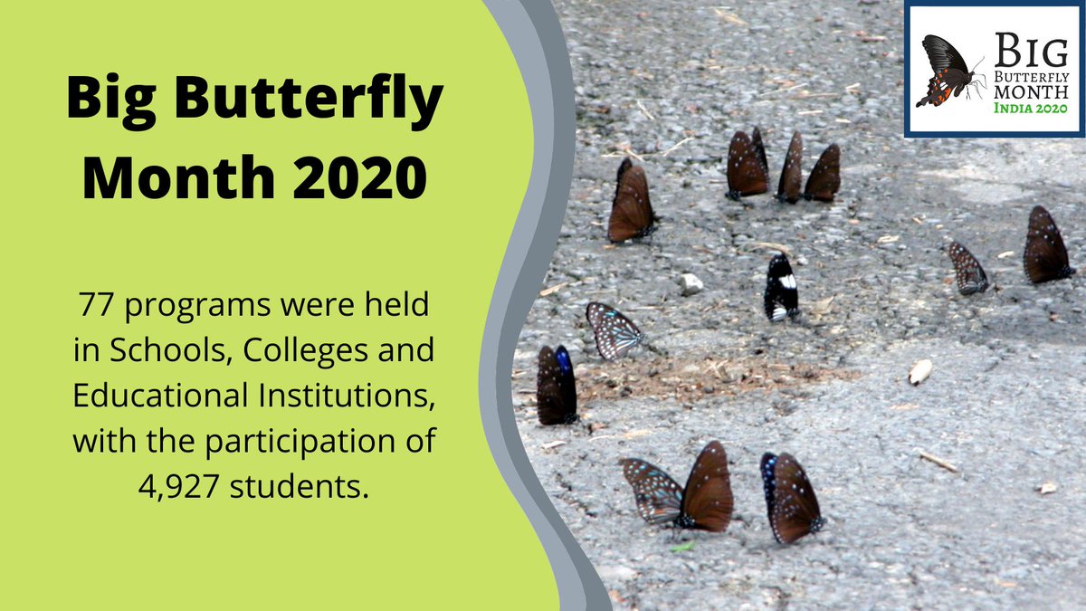 Big Butterfly Month - India tweet media