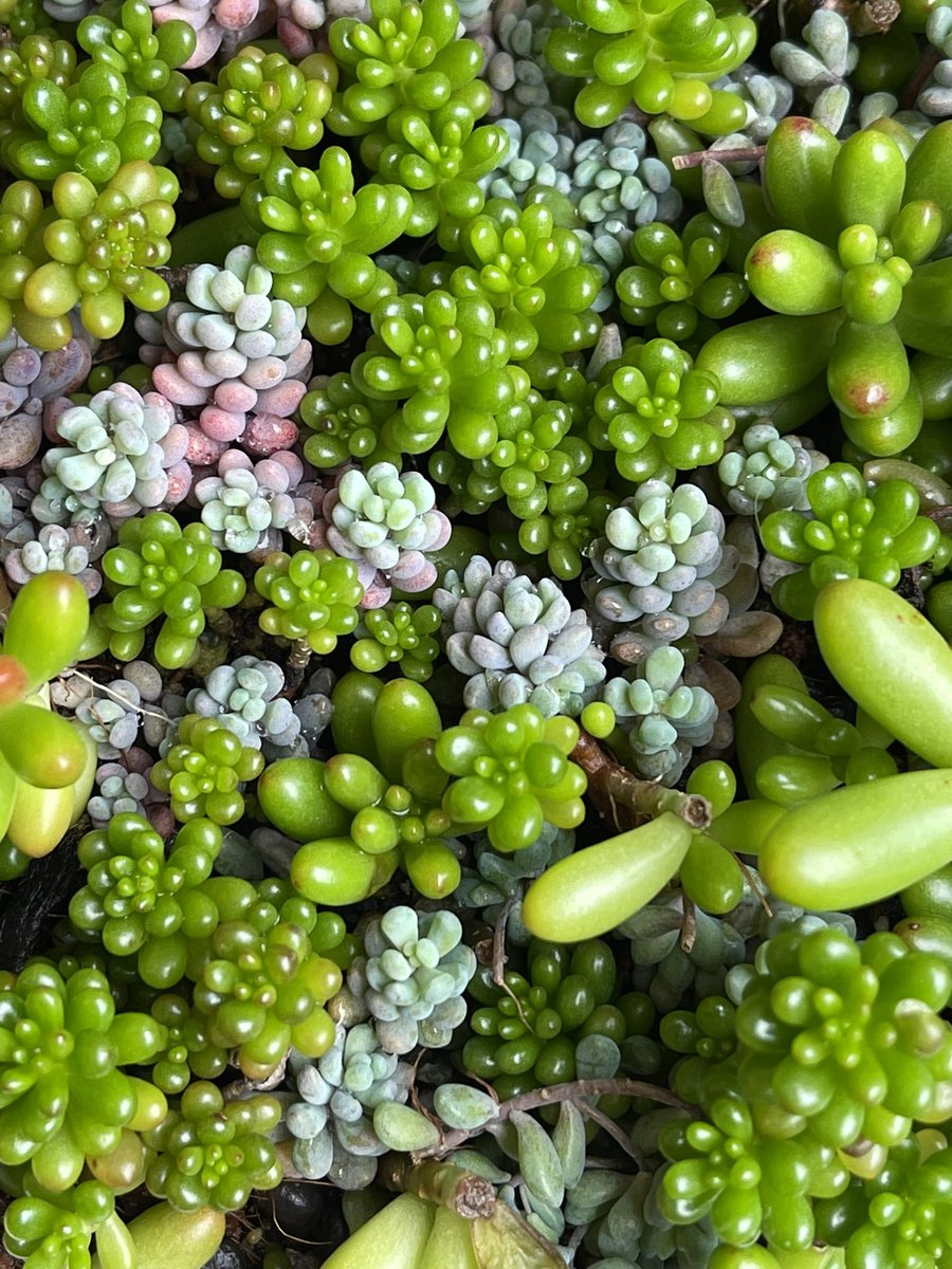 セダム Lang Ja بحث في تويتر