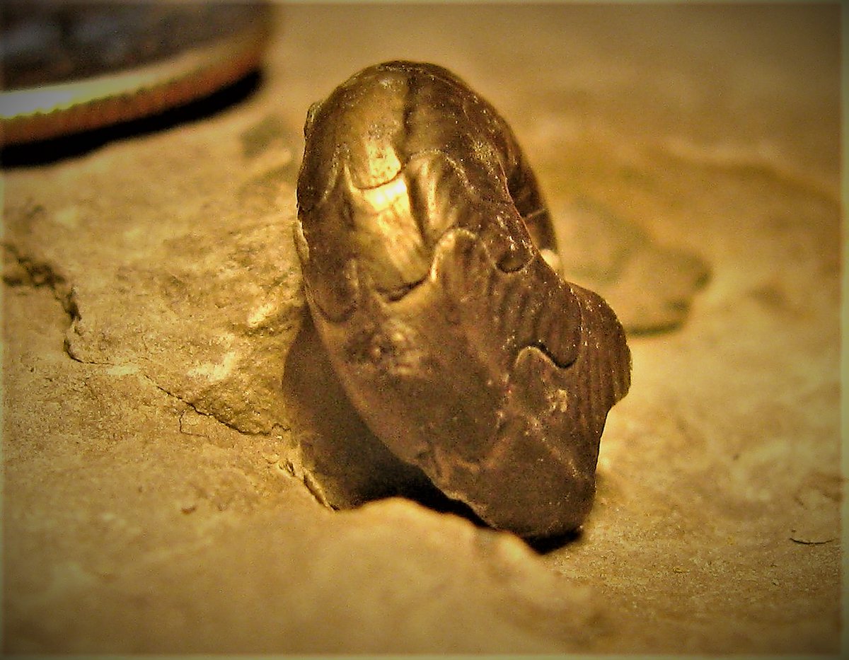 Eurypterus's tweet photo. Pyrite precipitation appears to occur quite early after death in the #taphonomy & #Diagenisis of dead organisms, #Fossils, & decaying bodies.
#CSI #MolluskMonday #Devonian #Cephalopods #Goniatite #Ammonoid #Nautiloids #IronPyrite #H2S #HydrogenSulfide #Pyrite #FeS2 #FossilFriday https://t.co/9wpHDz7uGN