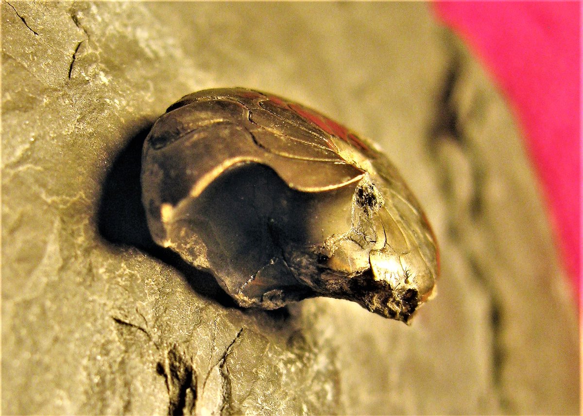 Eurypterus's tweet photo. Pyrite precipitation appears to occur quite early after death in the #taphonomy & #Diagenisis of dead organisms, #Fossils, & decaying bodies.
#CSI #MolluskMonday #Devonian #Cephalopods #Goniatite #Ammonoid #Nautiloids #IronPyrite #H2S #HydrogenSulfide #Pyrite #FeS2 #FossilFriday https://t.co/9wpHDz7uGN