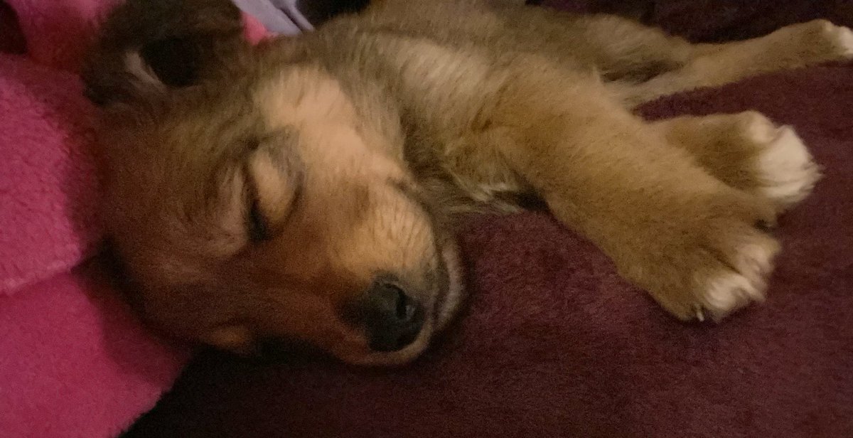 RefugiOceaniCAN's tweet photo. Amigoooos!!! Miren la preciosura de perrita que rescató la abuelita de los Oceanicanes!!🥺🥺🥺  Al menos ya duerme dentro de casa, calientita, ya comió y mañana la llevamos a la veterinaria.
Ustedes qué hubieran hecho con esos ojitos de miel?? 😍😍
Que pasen buena noche! 
😘😘😘 https://t.co/LFTMMdzjfT