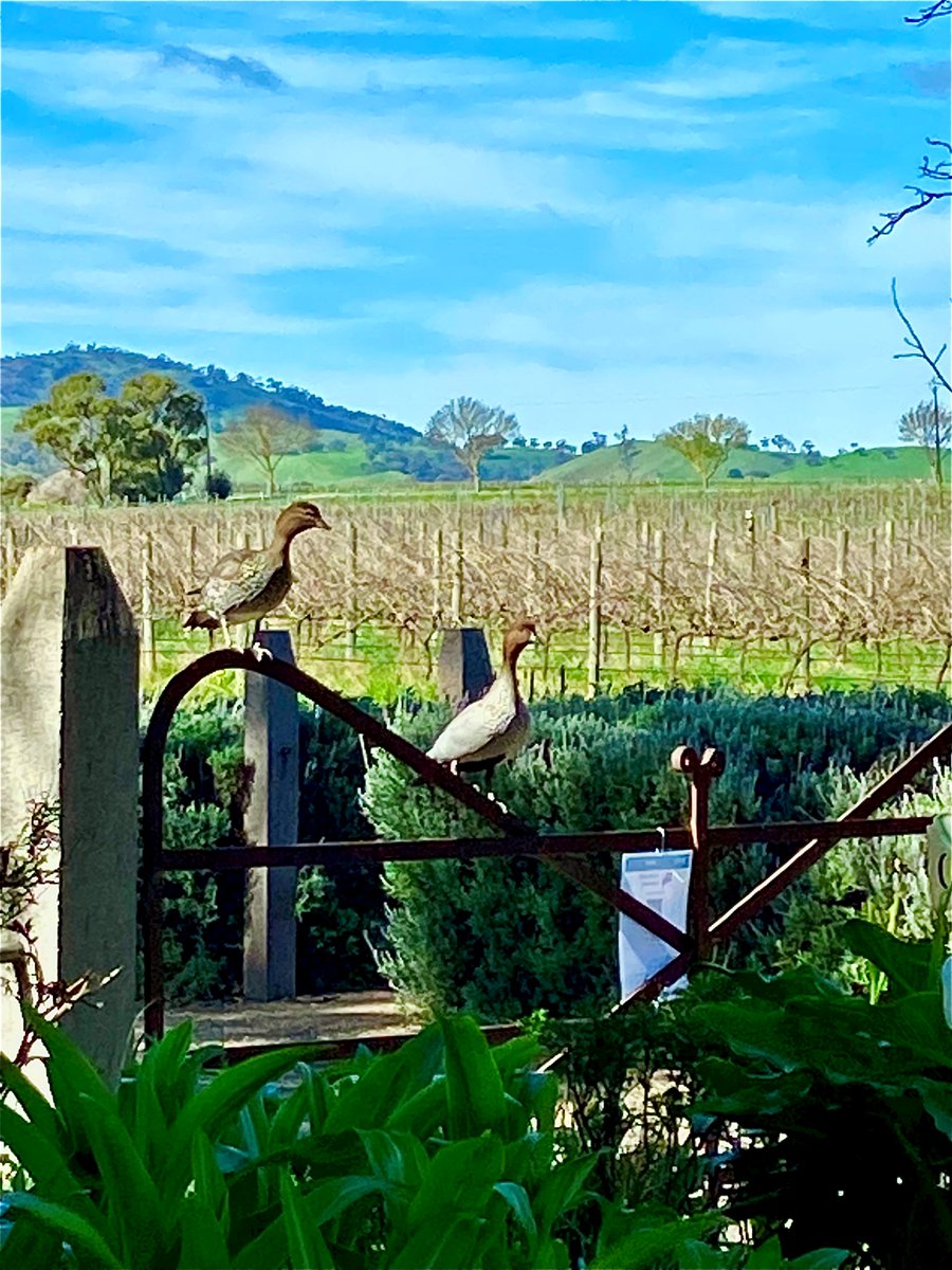 Looks like everyone wants to Duck in for a taste of our #grenache fine sunny and 16 today so you should visit as well! #ducks #barossa #tourism #southaustralia #bethanyroad