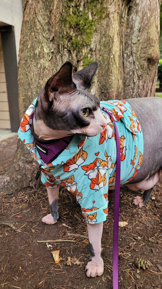 Rupert Digby von Beauregard tweet media