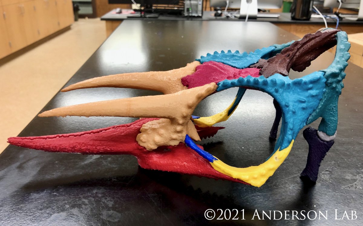CVAnderson_USD's tweet photo. Some stuff @AlexisSlack6 has been working on this summer in the lab. A segmented volume rendering of a male Trioceros johnstoni skull µCT & a partially completed 3D printed model of it articulated together. Still a bit of work to go but making nice progress on it!
#AndersonLabUSD https://t.co/YcbB1zDNYm