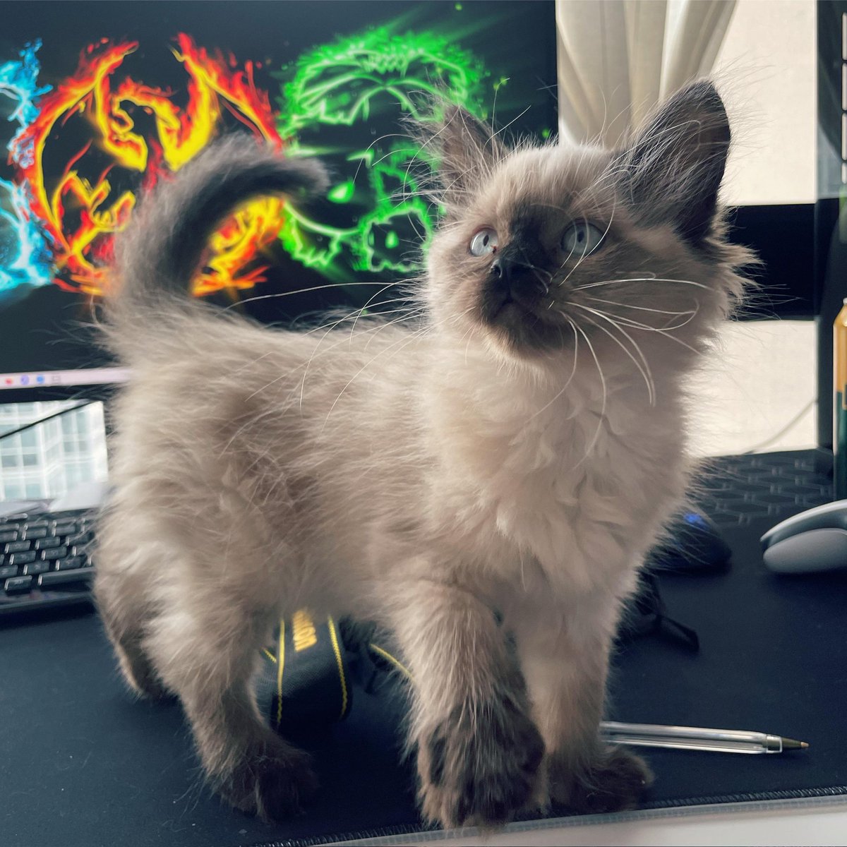 CatLoverFlorid1's tweet photo. He always different ❤️🤔🐱👇👇👇

👉I regularly upload pictures of cats to this account. If you like cats, you can follow me. Thank you.

#CatsOfTwitter #cats #Taliban #cat
#AfganistanWomen #kabulairport #cute #kitty https://t.co/awlpv5dGRV