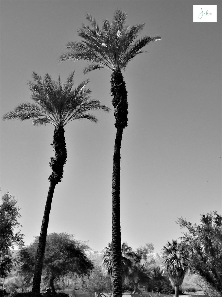 jadecaveart's tweet photo. ✨"In nature, nothing is perfect and everything is perfect. Trees can be contorted, bent in weird ways, and they’re still beautiful."

📸Palm desert, #California

#Artist #photographer #quote #Photography #nature #NaturePhotography #MotivationalQuotes #motivation #PhotoOfTheDay https://t.co/9cKQNjBdTl