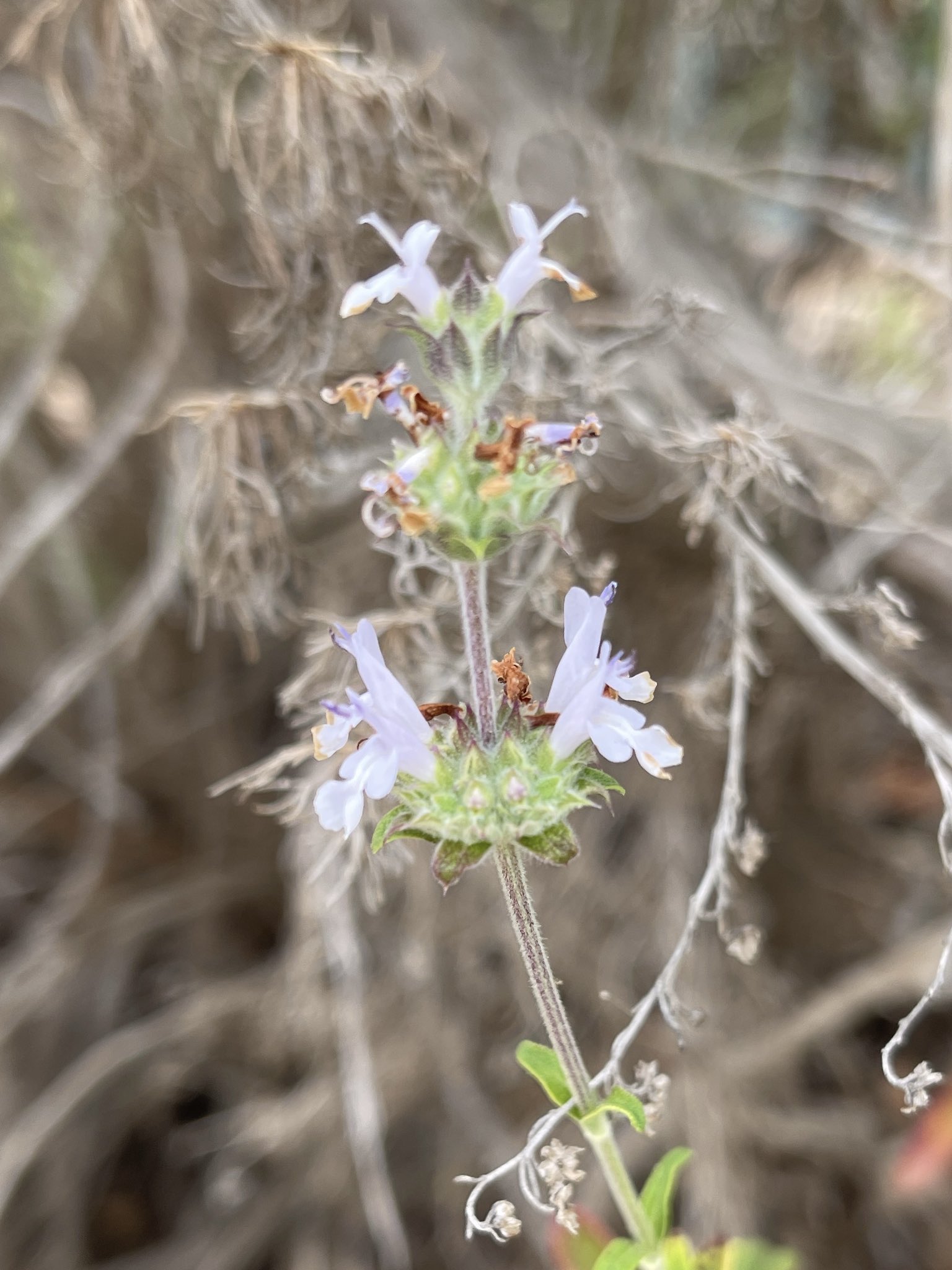 Twitter 上的方舟子 今日所见野花 加州野玫瑰 California Wild Rose 加州扫帚花 California Broom 黑鼠尾草 Black Sage 英桐 London Plane T Co Xs5mccbpem Twitter