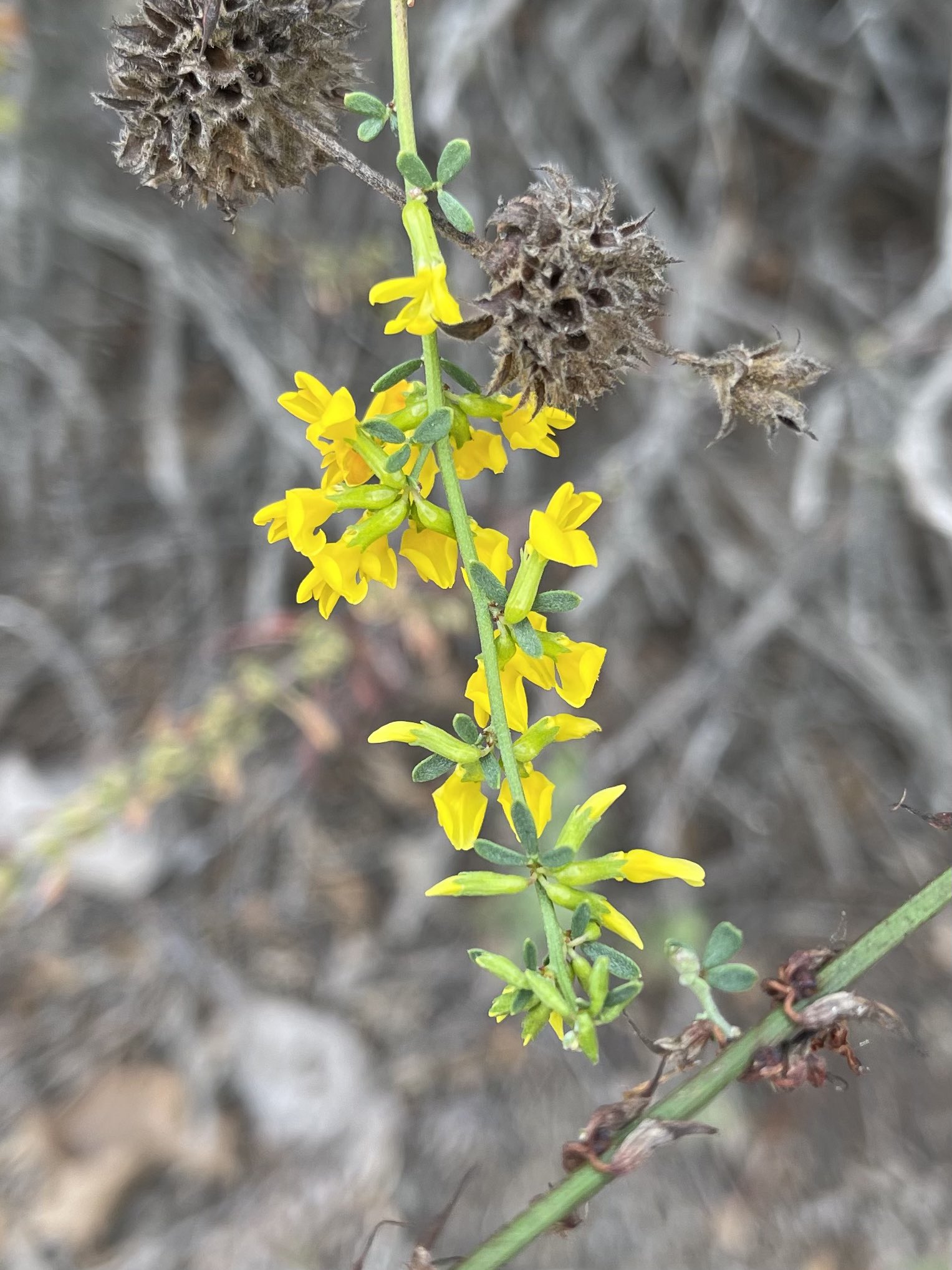 Twitter 上的方舟子 今日所见野花 加州野玫瑰 California Wild Rose 加州扫帚花 California Broom 黑鼠尾草 Black Sage 英桐 London Plane T Co Xs5mccbpem Twitter