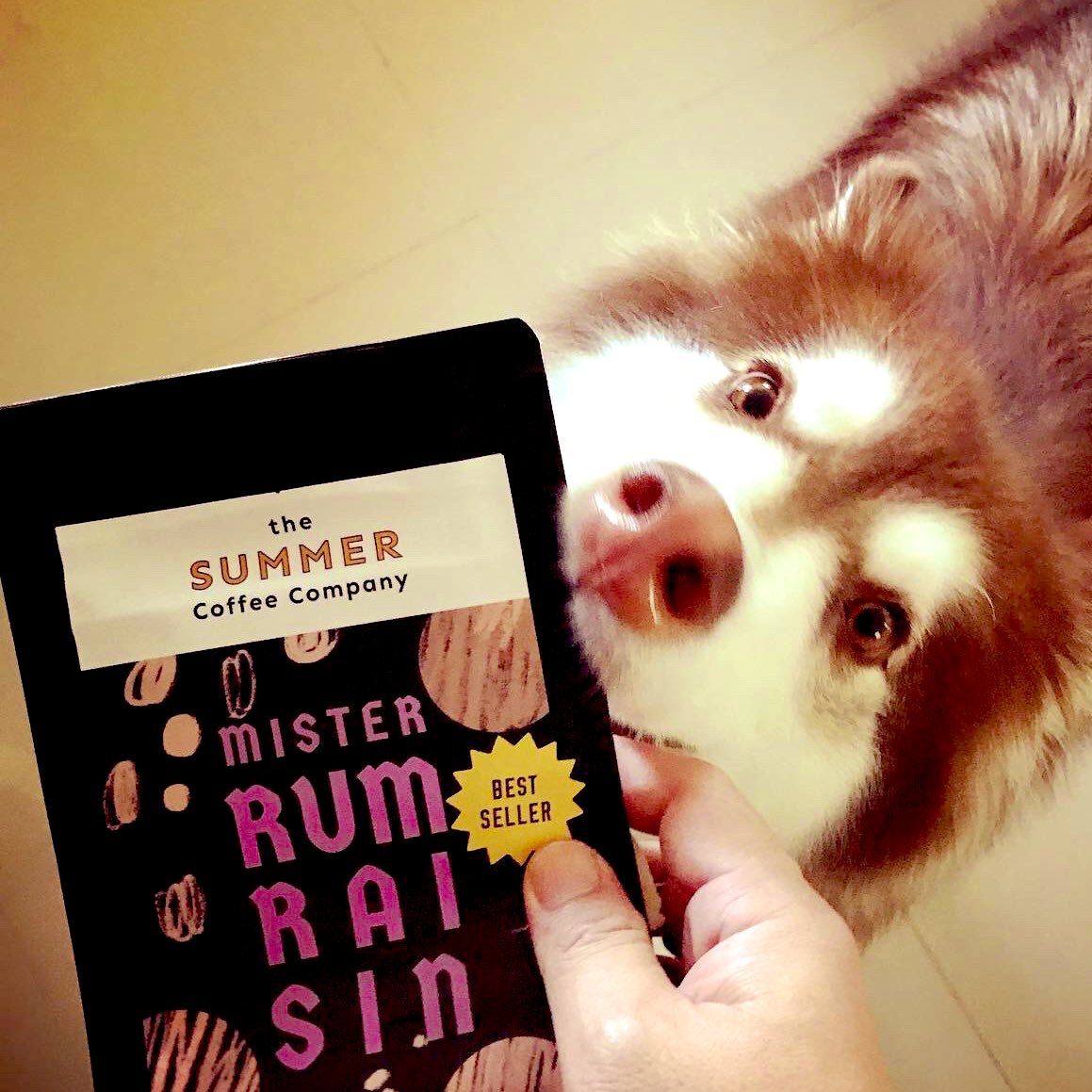 PakuchiiDaisuki's tweet photo. 🥸 My Cup ☕️ today is brewed by happiness 😚🐶. #coffee #misterrumraisin #driponice #coffeetime #coffeedrip https://t.co/uworW8BviP