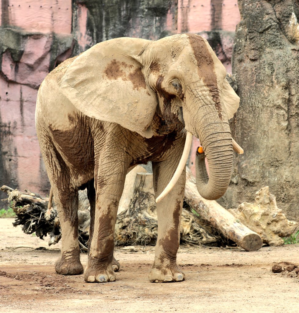 ｒ ゴハンですヽ O ﾉ 食べる時の方が 顔が楽しそうにみえる アフリカゾウ アコ 国内最高齢 多摩動物公園 T Co 13kho3btbr Twitter