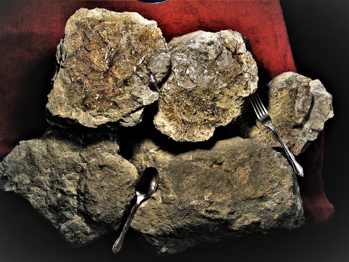 Eurypterus's tweet photo. Favosities: The Honeycomb Coral.
The Middle #Devonian #Tabulate Coral #Favosites. These are from the M-DEV Hamilton Group of formations. In a future post, I will show Favosites #Corals dripping with natural petroleum. The honeycomb morphology makes a perfect petroleum reservoir. https://t.co/fEkz53wRR6