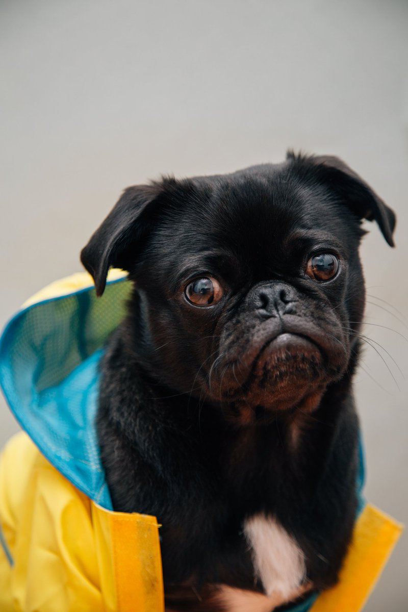 Preppy_Dogs's tweet photo. Wednesday's child is full of woe 🐶😔🐶😔🐶

#wednesdays #wednesdayschildisfullofwoe # #norjampetstore #organicpetproducts #pugsofinstagram 

Photo Credit: Charles Deluvio https://t.co/SIA9zWZRRQ