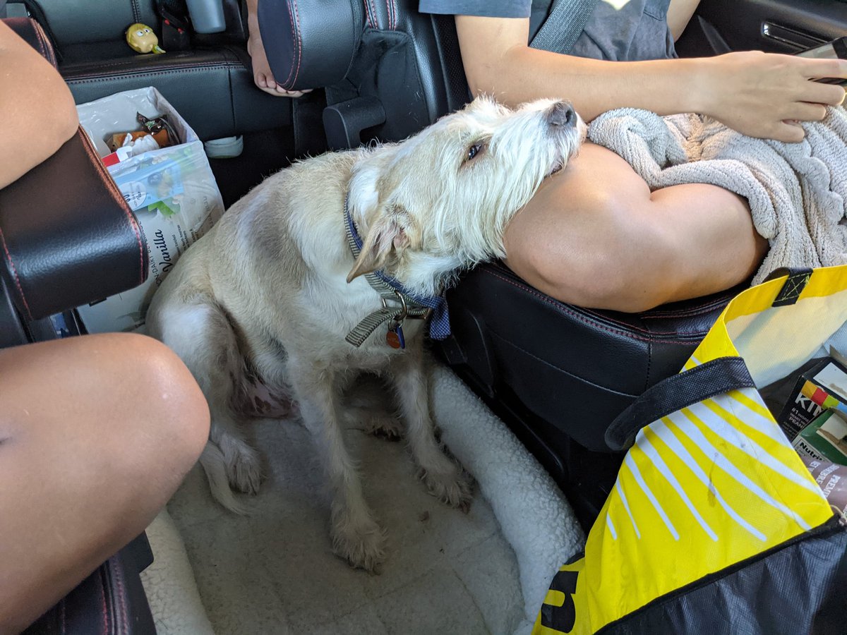 DailyDanica's tweet photo. Here for all the puppy support. https://t.co/yi1pzNzK7t