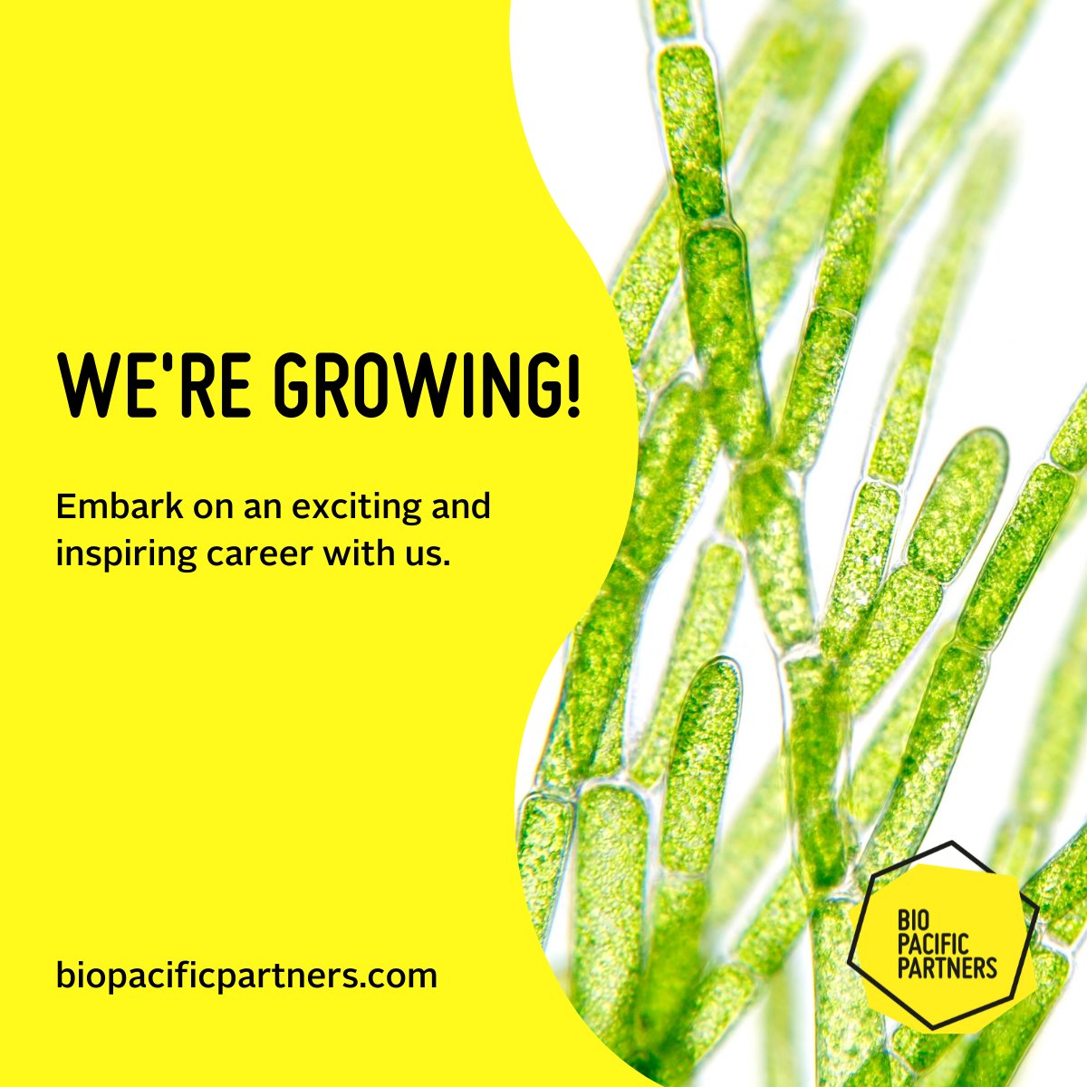 We’re hiring! Join our fast-growing boutique consultancy firm and gain access to inspiring people, projects, and companies. 

BioPacific Partners is looking for a Manager, Senior Consultant to join our team. 

Apply now: seek.co.nz/job/53500585