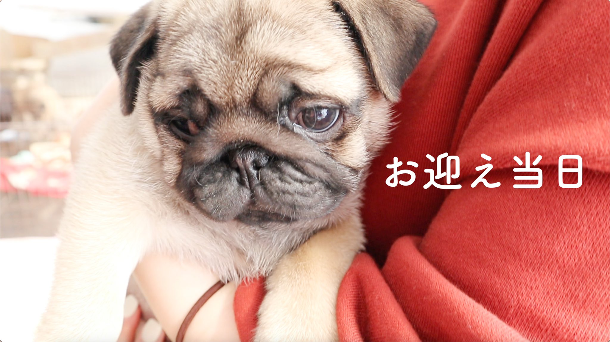 朝長美桜 ついにこの日がやってきた 子犬パグ T Co Fbzpgasn95 Youtube更新しました たるとくん お迎え動画です 愛おしいです 可愛いです ぜひ見て下さい T Co Xwbuns5yzp Twitter