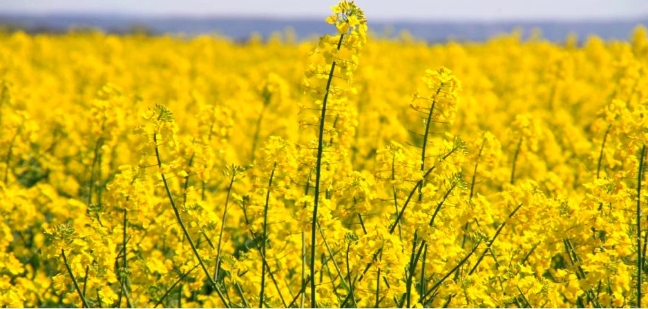 Nouvel article @ref_enviro sur Agronutrition
COMMENT FAVORISER L’IMPLANTATION DU COLZA?🌼
Le semis est la phase essentielle pour réussir l’implantation du #colza
La nutrition et la stimulation sont des stratégies à envisager pour optimiser sa levée
➡️bit.ly/3manRPl