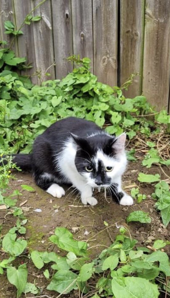 Cat found on Facebook post. Do you recognise him? Please RT <a href="/PeopleofLeeds/">People of Leeds</a> <a href="/KittyCallerCA/">TheKittyCaller</a>