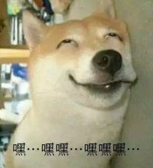 Tfsbjuf Shiliuyelei 好想做玛奇玛小姐的狗啊今晚就吃生姜烧肉吧https T Co 4ilqsryjzh Twitter