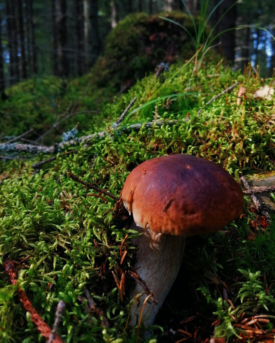 DigiforP's tweet photo. Back to action! @DigiforP  is ready as the fall semesters begin at our partner HEIs' campuses and the project activities continue at full speed in tight cross-border cooperation! Follow us to stay informed about DIGIFOR's latest activities. 
#digitalforestpedagogy https://t.co/6ibOUpGV3T