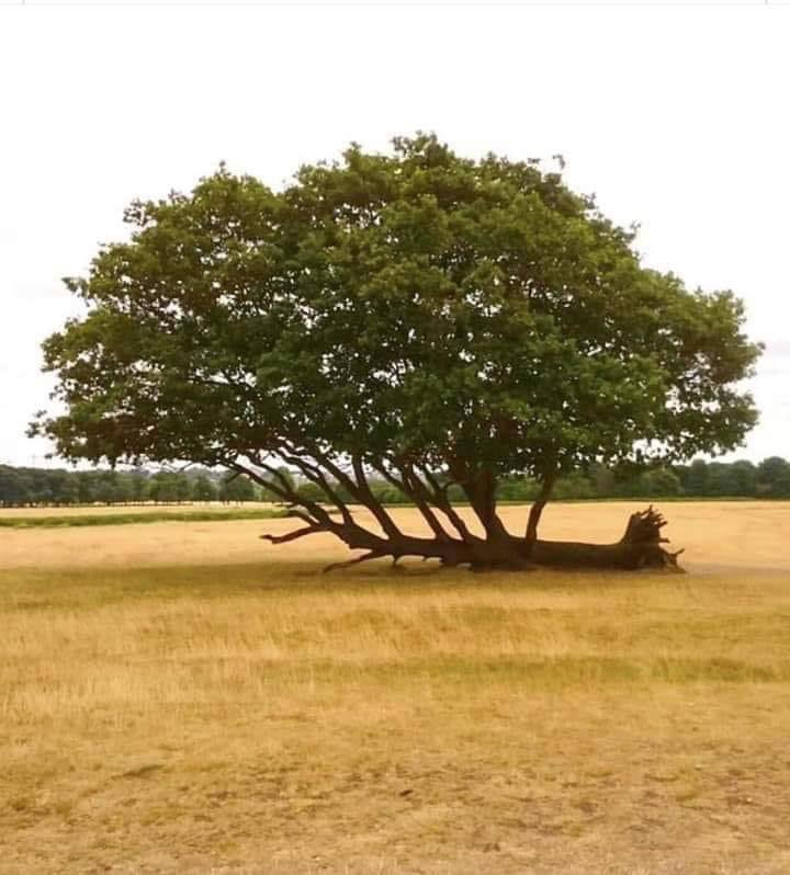 سقطت ..لكنها لم تستسلم..🌳 
#عاشوراء