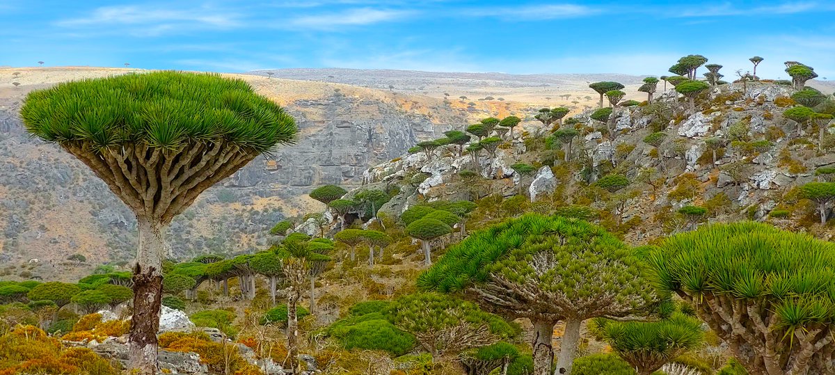 socotratrip's tweet photo. Socotra, a jaw-dropping virgin paradise 💚 Diksam plateau & Firmhin forest, the only place in the world full of Dragon Blood Trees 🐉
#Socotra #Socotratrip #TheMostAlienPlaceOnEarth #Tourism #Travel #Nature #Adventure #NatGeog #Trekking #EcoTourism #索科特拉岛 #UNESCO https://t.co/pye3u9oJ4P