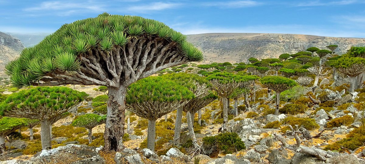 socotratrip's tweet photo. Socotra, a jaw-dropping virgin paradise 💚 Diksam plateau & Firmhin forest, the only place in the world full of Dragon Blood Trees 🐉
#Socotra #Socotratrip #TheMostAlienPlaceOnEarth #Tourism #Travel #Nature #Adventure #NatGeog #Trekking #EcoTourism #索科特拉岛 #UNESCO https://t.co/pye3u9oJ4P