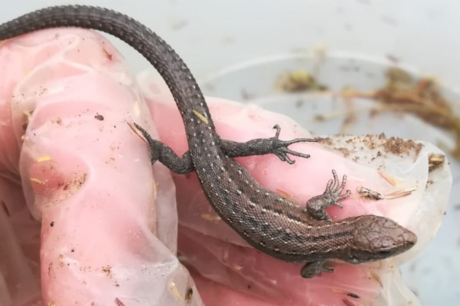 TEP_Ltd's tweet photo. At a site near the Trent Valley in North Lincolnshire, TEP ecologists are busy moving lizards into an area of new habitat. 

Read about how we are creating hibernation mounds and log refuges so that works can commence> https://t.co/SMzevErGkS

#Ecology #Lizards #Translocation https://t.co/7ZCd7ODWov