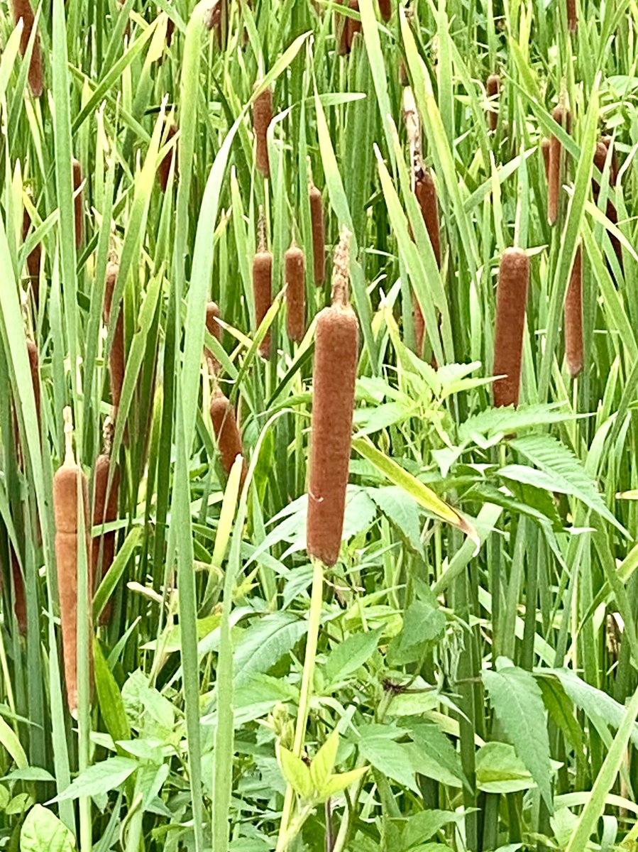 栃ナビ 先日 暇にまかせて田んぼのあぜ道をサイクリングしてたら 何やらフシギな植物を発見 なんじゃこりゃ フランクフルトみたいな実 をつけたヤツがワンサカおい茂っておりました いやマジでフランクフルトだって笑 T Co Usheoij7ke