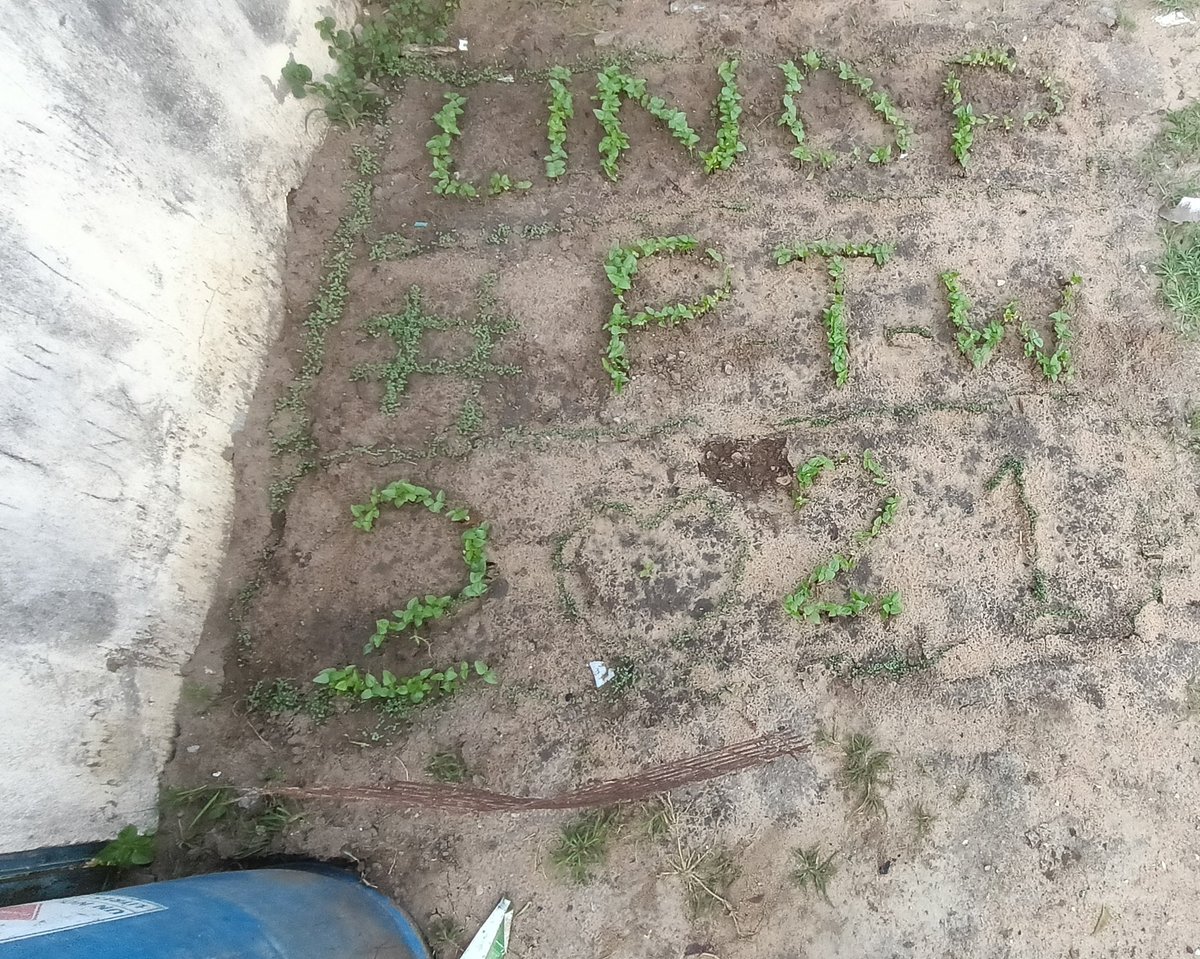 Has days go, my garden gets going 😋🥰🥰✌️✌️ #PlantToWin <a href="/undpsouthsudan/">UNDP South Sudan</a> <a href="/tongatak/">Tong Atak</a> <a href="/KRBays/">Kymberly Bays</a> <a href="/AtakaHub/">ATAKA-HUB SOUTH SUDAN</a> <a href="/eatBCH_SS/">eatBCH South Sudan</a> <a href="/BCH_SouthSudan/">BitcoinCash South Sudan 🇸🇸</a>