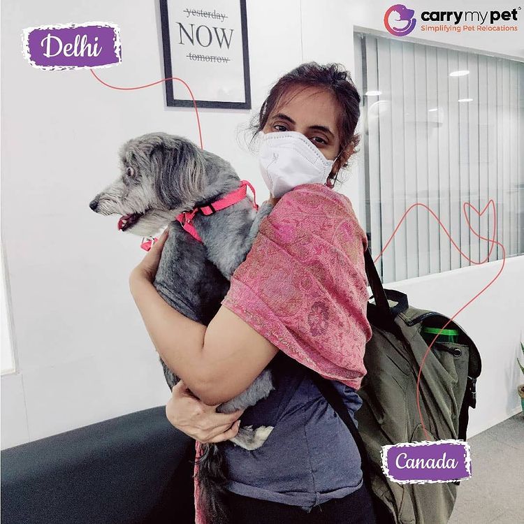 Carrymypet's tweet photo. Pixie was so cute that she won everyone's heart at the first glance.
#CarryMyPet #petrelocation #petexpert #pettransport #petfriendly #PetShipping #iata #ipata #DelhitoCanada #domesticpetrelocation #internationalpetrelocation #doglovers #petlovers https://t.co/HX1yZKJqDx