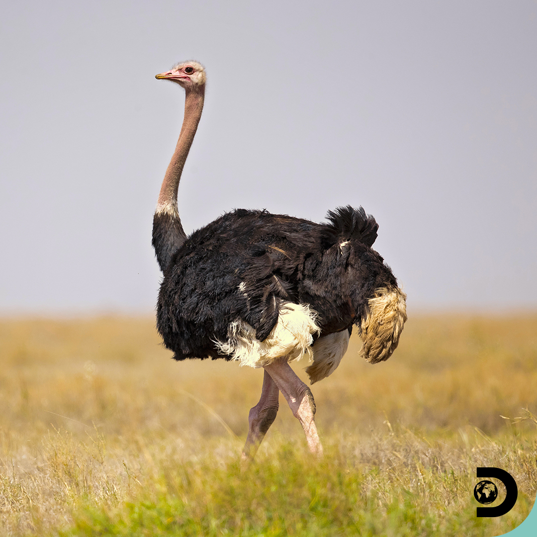 DiscoveryIN's tweet photo. #DidYouKnow ostriches have eyes bigger than their brains? Along with being athletic runners, these flightless birds have an impeccable eyesight that can detect potential predators from far away. 

#DiscoverWildlife 

#discoverychannel #discoverychannelindia #discovery #ostriches https://t.co/1OzfDmQUfJ