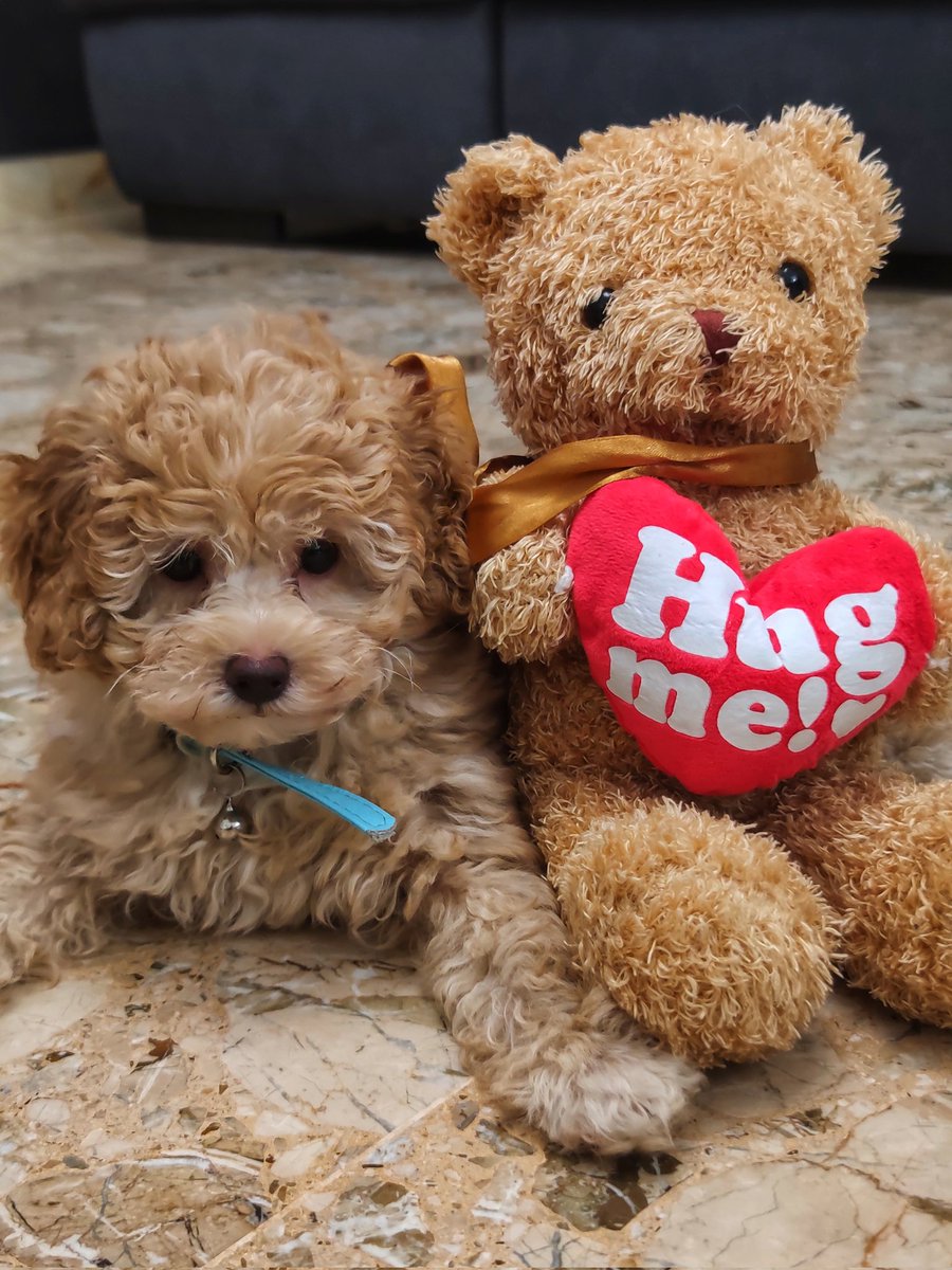 luna_v04's tweet photo. #poodle #poodlesofinstagram #poodlelover #toypoodle #poodlestagram #poodles #poodlesofig #poodleofinstagram #poodlemania #poodlesofficial #poodlepic @baraodashashtags #poodlecross #poodleclubsg #dogsofinstagram #poodletoday #instadog #poodleclub #dogs #トイプードル https://t.co/8k4M7SsJI2