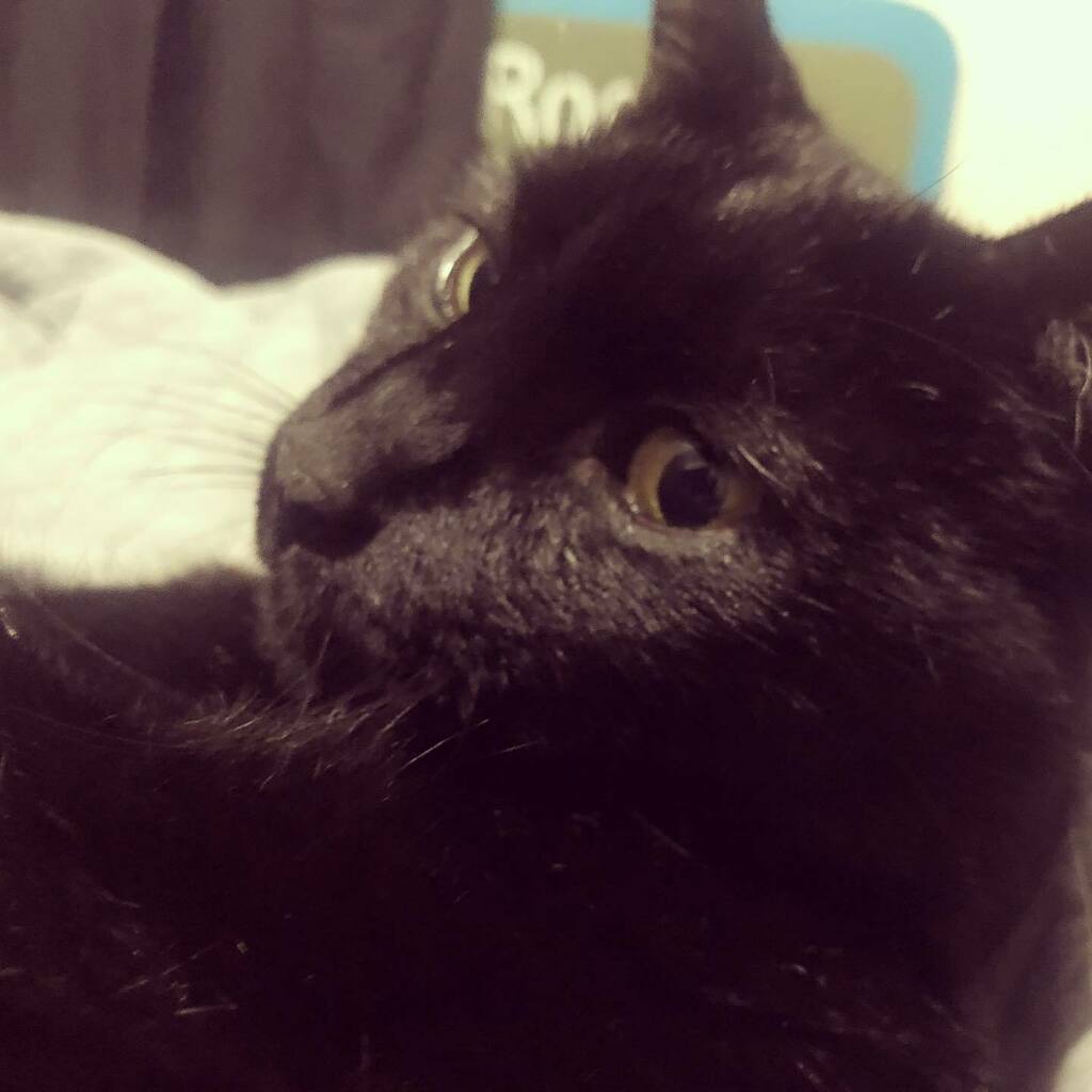 Barzhon's tweet photo. El día después de mi cumpleaños, 17 de agosto, es el Día del gato negro, y pues no podía no subir una foto de mis negruras, #Toncho e #Inqui. Que sería de mi sin ellos a mi lado, sin verlos salir a recibirme cada que llego a casa… puro amor del bueno con este par. https://t.co/cuFFQvQwHx