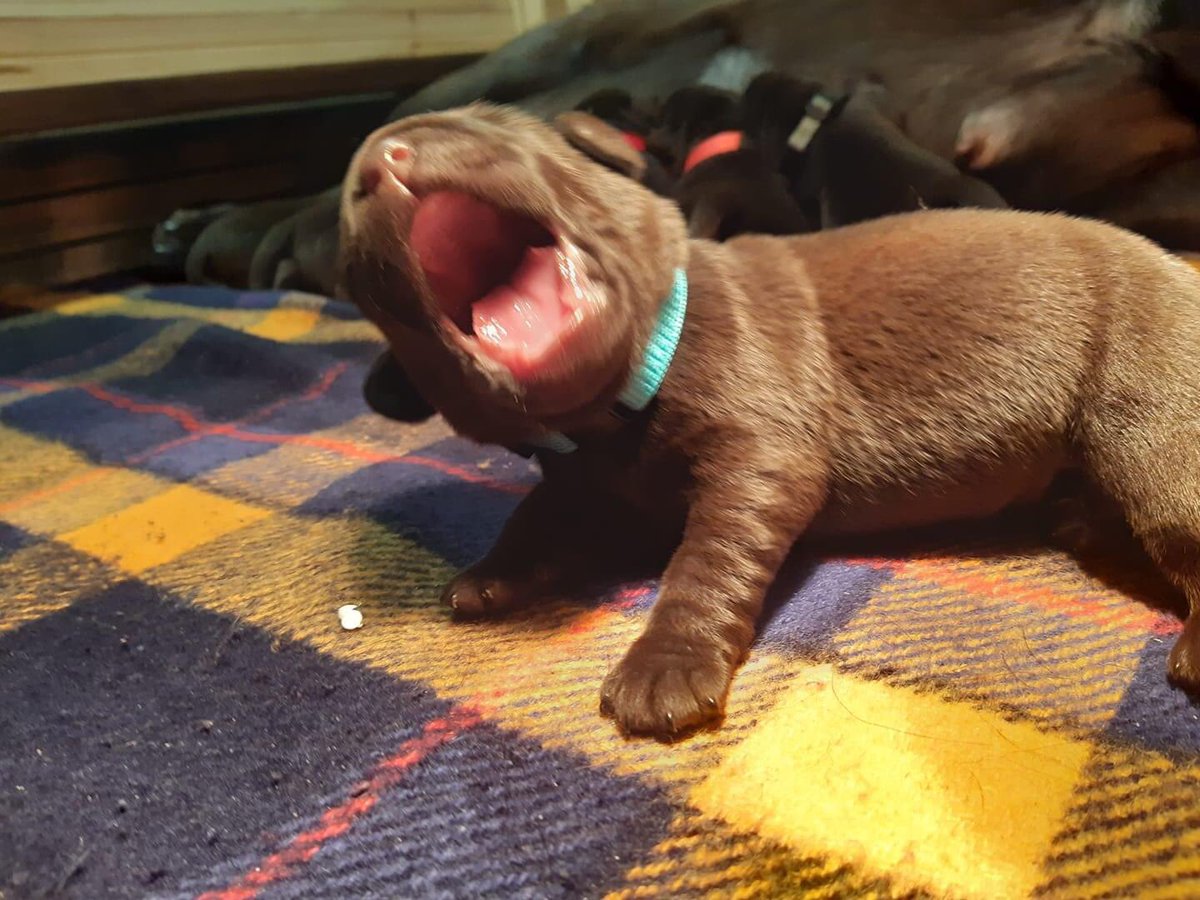 MartaWitecka1's tweet image. Dzień dobry. Nie ma takiego dnia, w którym nie znalazłoby się odrobinę słodyczy. Uśmiechu i radości życzę. #Dzidek #WaitingForHim 0,8 kg cukru😍🐾