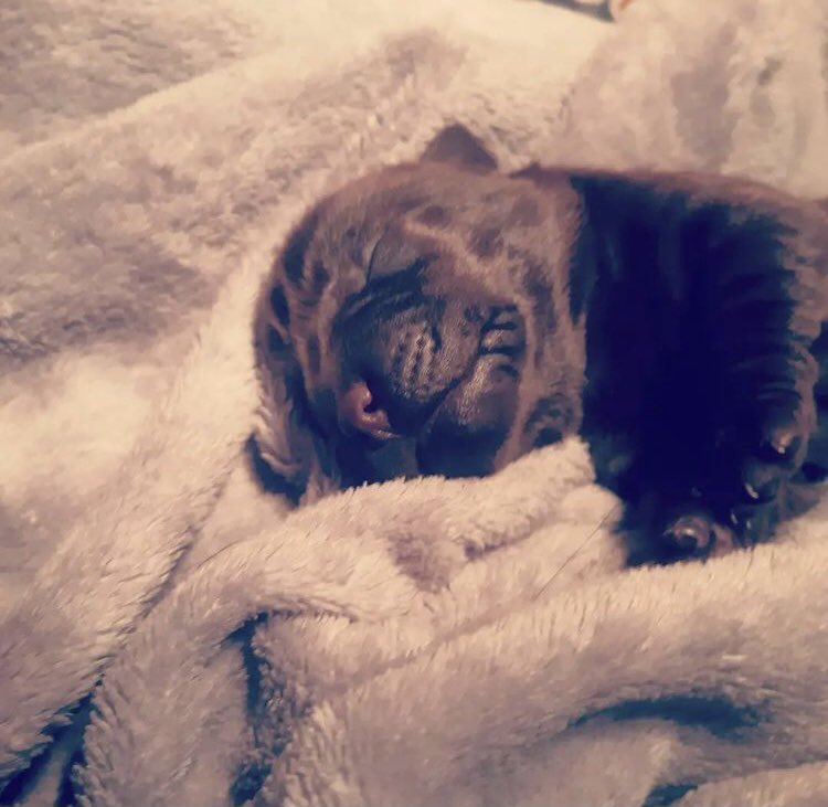 MartaWitecka1's tweet image. Dzień dobry. Nie ma takiego dnia, w którym nie znalazłoby się odrobinę słodyczy. Uśmiechu i radości życzę. #Dzidek #WaitingForHim 0,8 kg cukru😍🐾