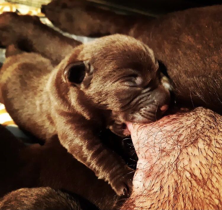 MartaWitecka1's tweet image. Dzień dobry. Nie ma takiego dnia, w którym nie znalazłoby się odrobinę słodyczy. Uśmiechu i radości życzę. #Dzidek #WaitingForHim 0,8 kg cukru😍🐾