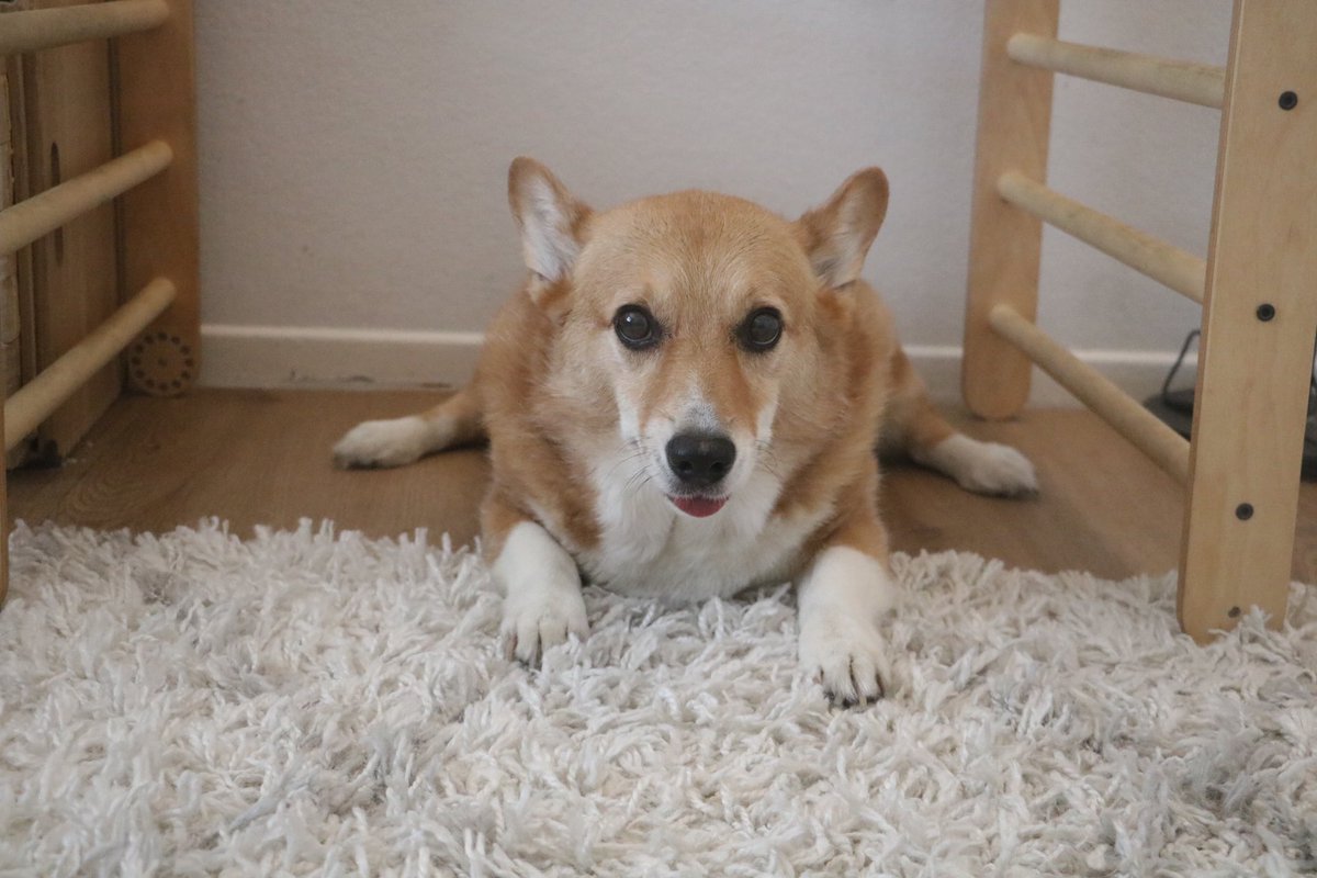 MJ The Corgi tweet media