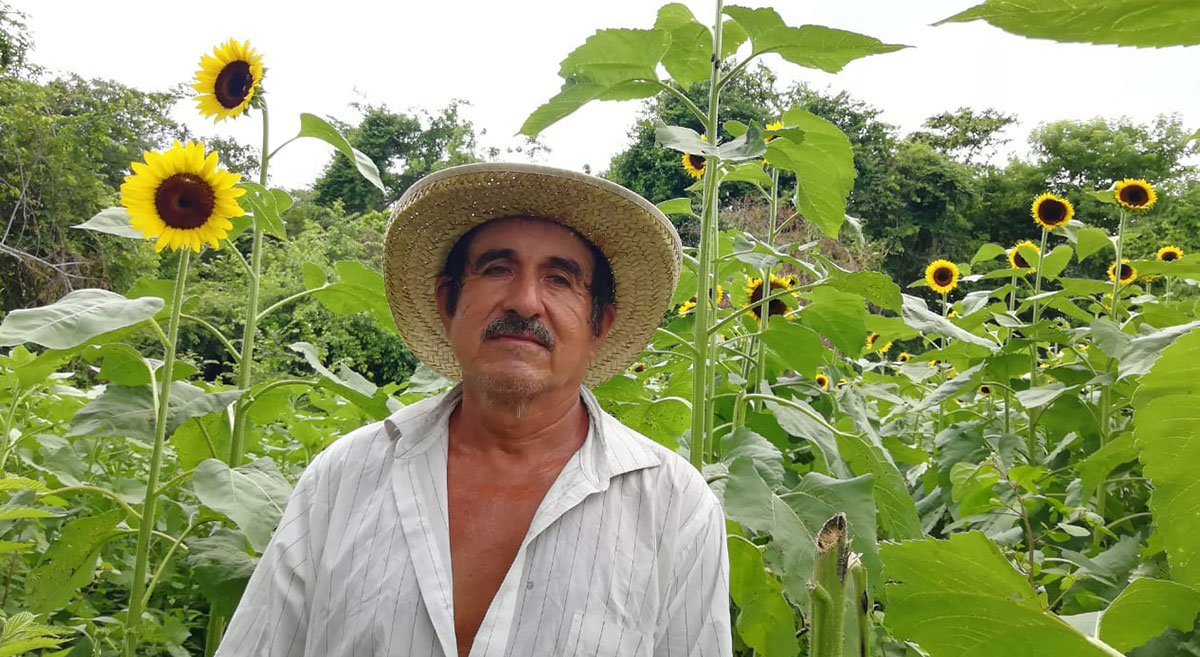 ACCIMMYT's tweet photo. En la costa de #Oaxaca, Anastasio Martínez cultiva hasta 7 toneladas de maíz por hectárea con las prácticas sustentables que promovemos @WalmartOrg y @CIMMYT. Otros productores de la región, que aún queman sus parcelas, sólo cosechan 2 toneladas. ➡️ https://t.co/h8obbagGyV https://t.co/JyXEWmmCEZ