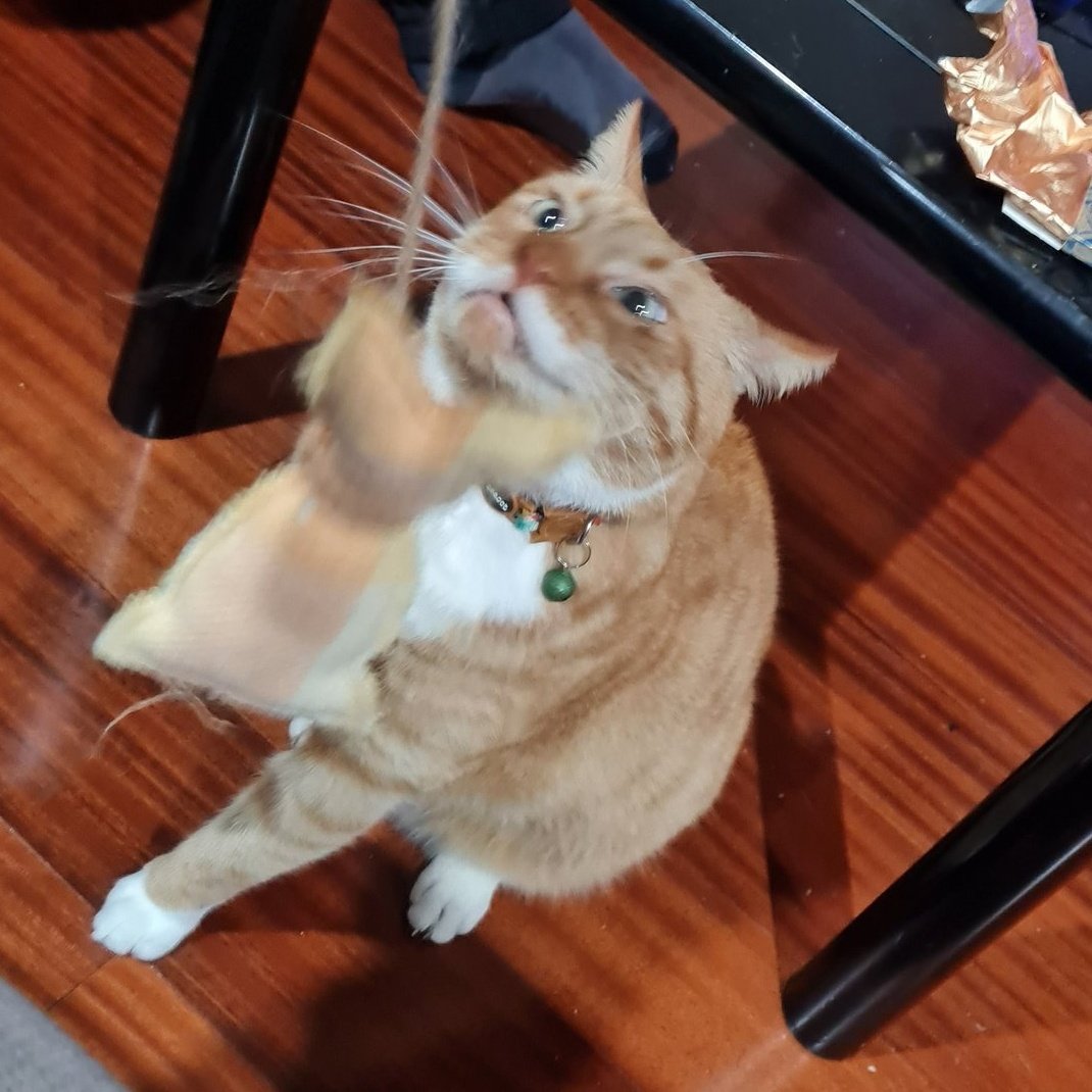 taterboiii's tweet photo. Going absolutely feral https://t.co/1POWgoUYFE