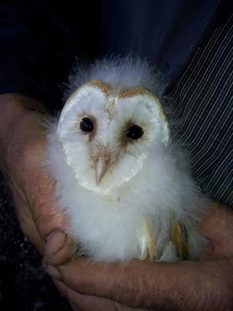 owloftheday's tweet photo. heres a pic of an adolescent barn owl in the meantime https://t.co/fjrsLz6SNY