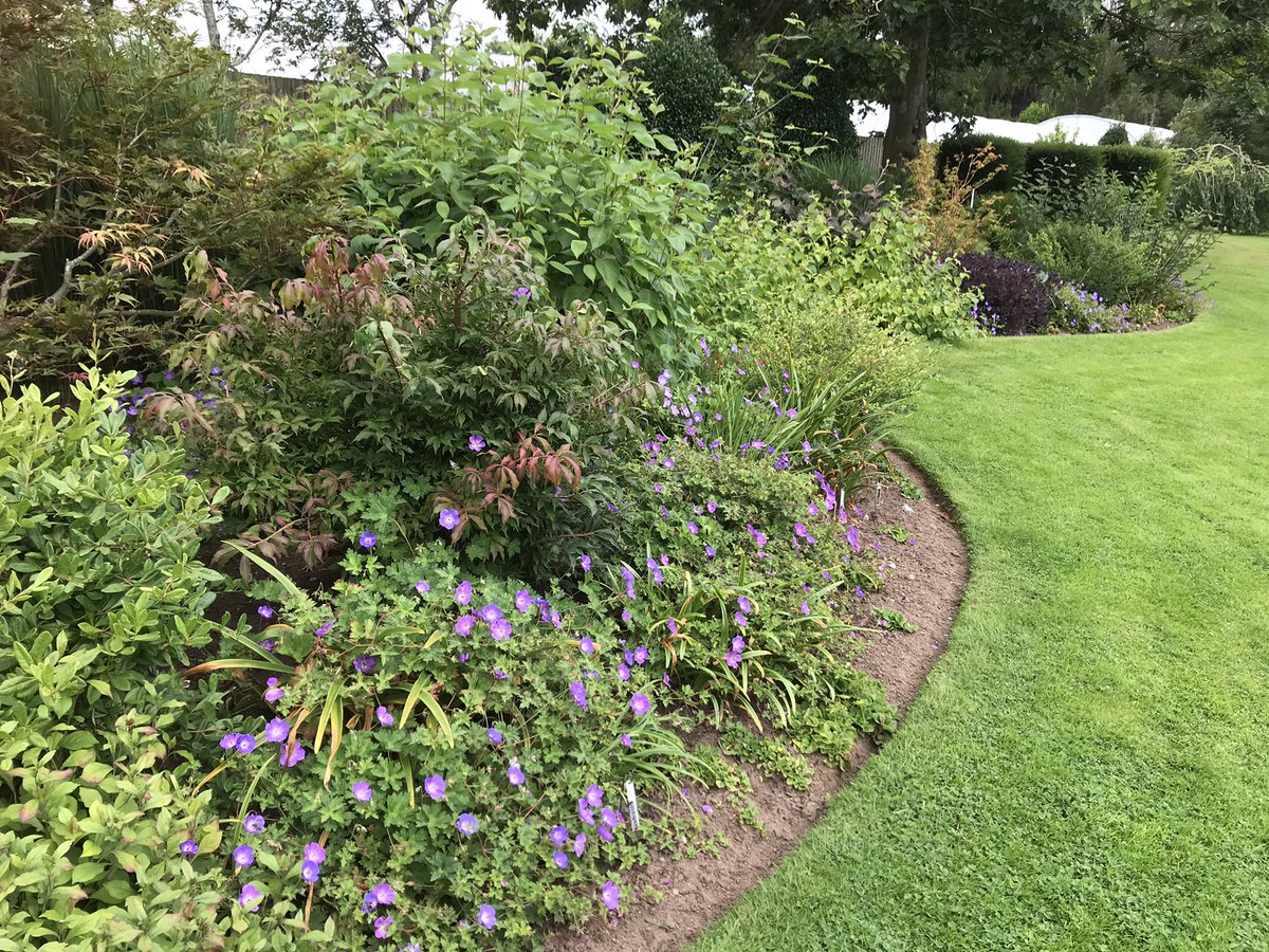 ashnurs's tweet photo. Geranium ‘Rozanne’ AGM makes a great filler at the front of a border and they are really easy to grow. 

#geranium #rozanne #awardofgardenmerit #perennial #herbaceous #plant #garden #agm #rhs https://t.co/DZ5kkbhA1W