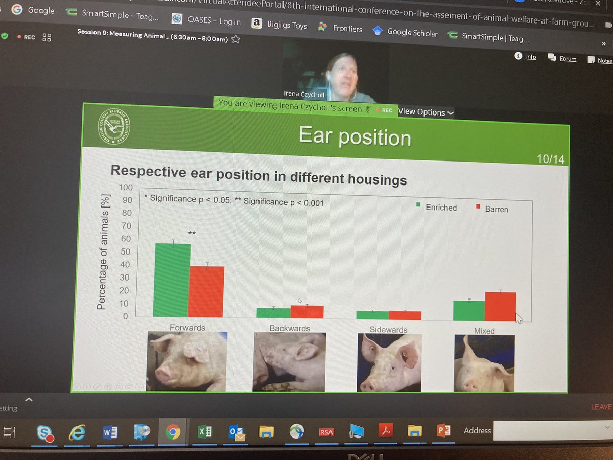 LABoyle2's tweet photo. More forward ears and curley tails in 🐷 in an #enrichedenvironment (and interestingly more curley tails (+) in female 🐖). Ear and tail postures in relation to #animalwelfare #pigwelfare  #tailbiting #animalwelfarescience #WAFL2021 https://t.co/3H8MvUiRU6