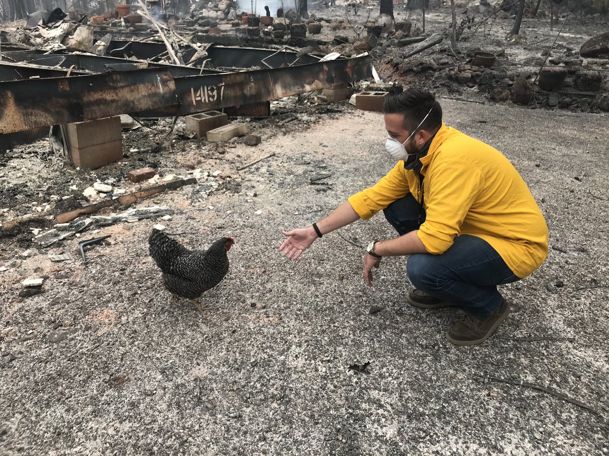 LenaHowland's tweet photo. These chickens were found ALIVE in the middle of the #CaldorFire burn area by our crews!!!! 🥺🥺🥺 It wouldn’t be the first time this has happened! My photographer Rory and I also found chickens outside of burned out homes in Berry Creek last fall in the #NorthComplexFire. ❤️ https://t.co/zqo2hyTuBy