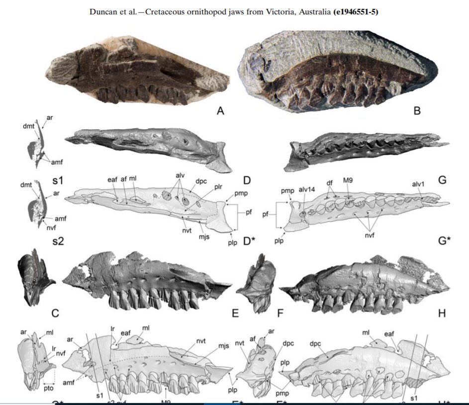 MonashBiol's tweet image. Cranial remains suggest that as many as three similarly sized ornithopod dinosaur taxa coexisted in SE Australia and the similarities in structure indicate remarkable environmental stability during the late Early Cretaceous tandfonline.com/doi/abs/10.108… @DrTeethAl #MonashEvolution