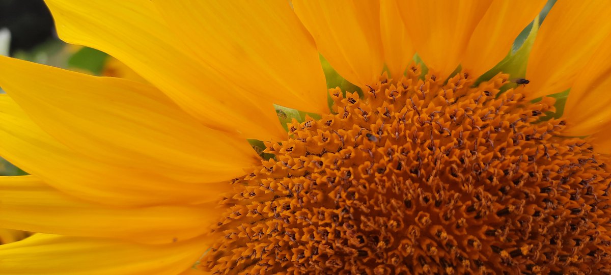 zabickazelena's tweet image. Naše políčko v celé své kráse❤️🌻#slunečnice #léto #miluju