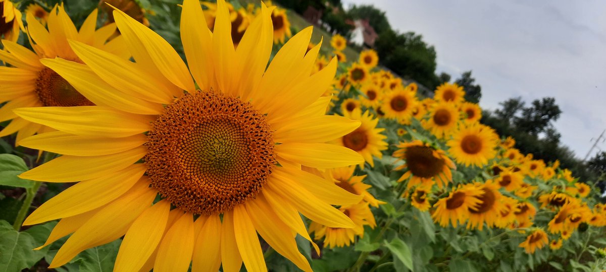 zabickazelena's tweet image. Naše políčko v celé své kráse❤️🌻#slunečnice #léto #miluju