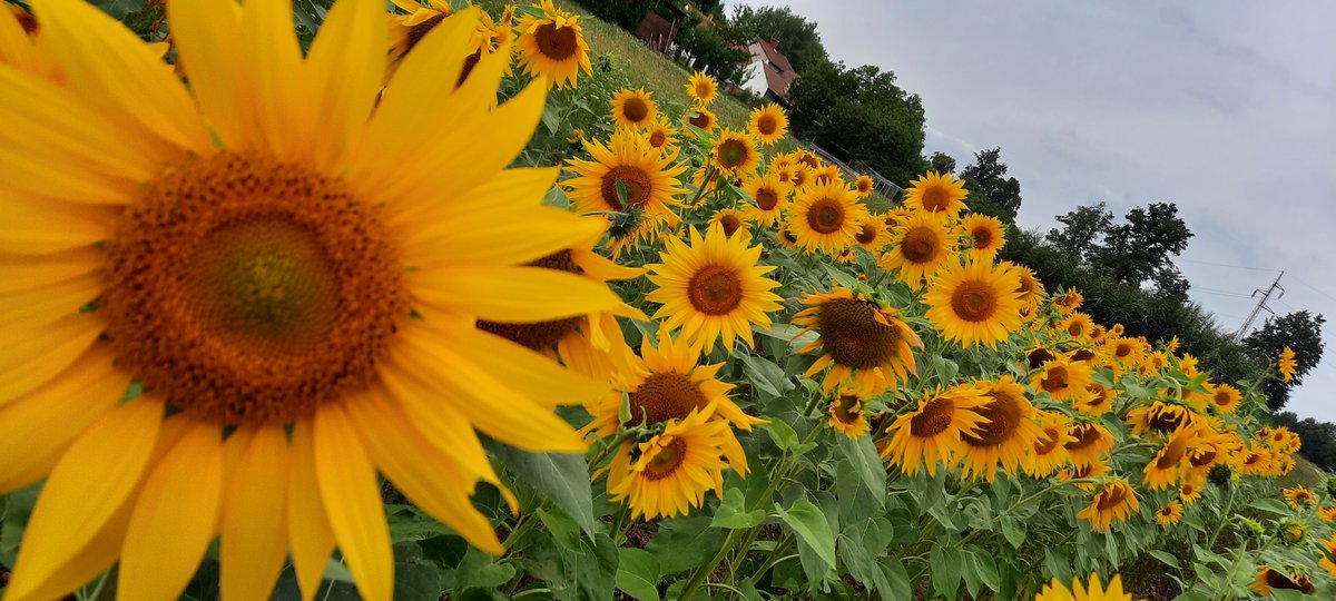 zabickazelena's tweet image. Naše políčko v celé své kráse❤️🌻#slunečnice #léto #miluju