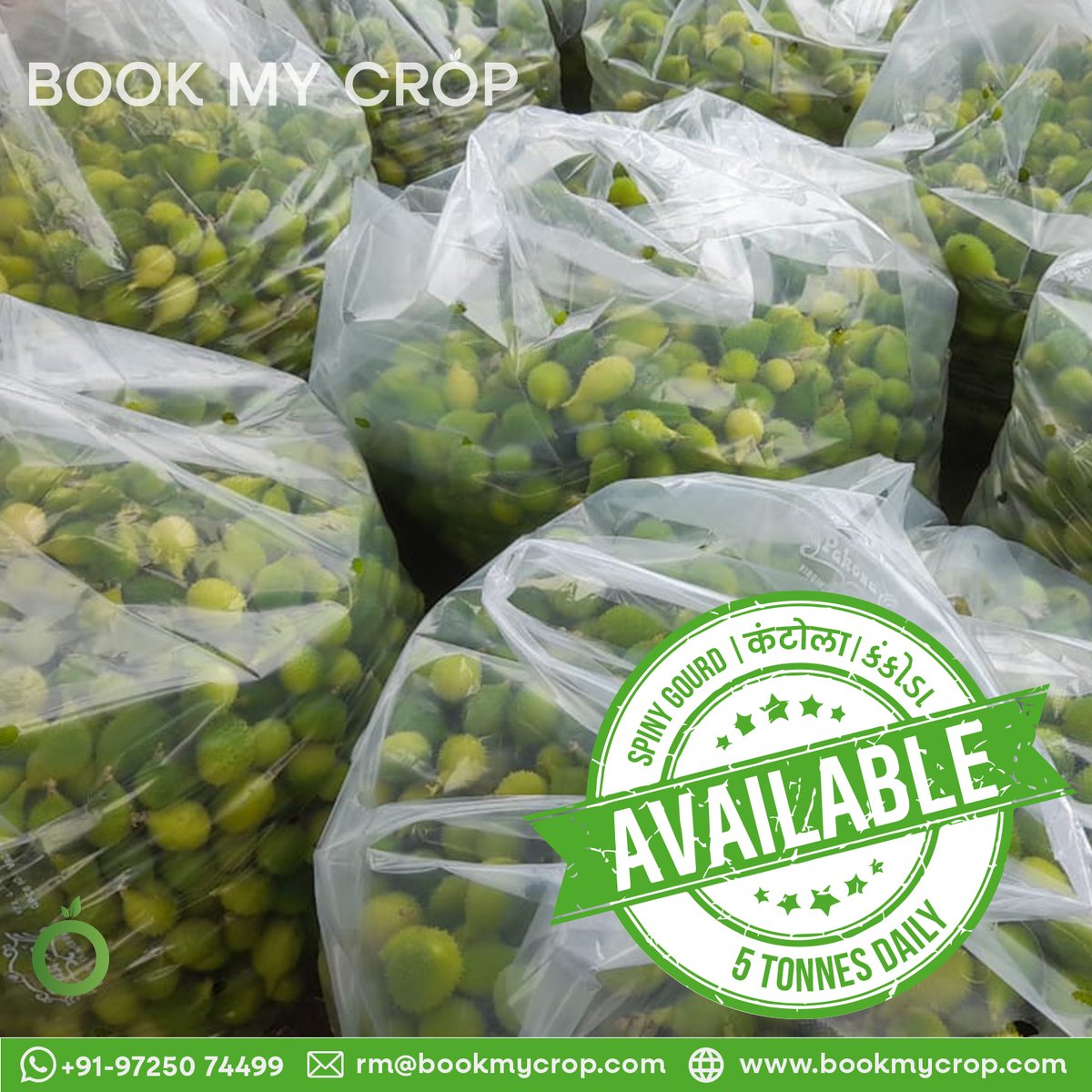bookmycrop's tweet photo. Spiny Gourd available 5 Tonnes daily only at BookMyCrop.
Contact us now to Buy on an immediate basis and at the best rate: +91-9725074499 (BookMyCrop)
Download our App Now:
https: //bit.ly/3itADGk
#bookmycrop #spinygourd #downloadtheapp https://t.co/ZLsQ5zG0bg